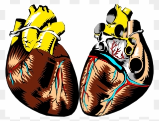 Medium Image - Human Heart Not Labeled Clipart
