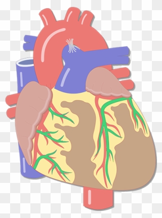 Coronary Veins - Heart Chambers Clipart