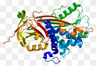 Pigment Epithelium Derived Factor Clipart
