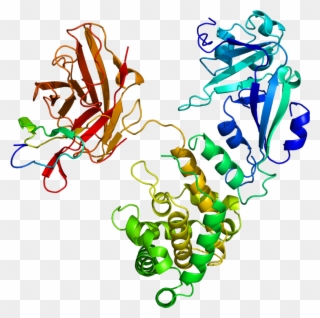 Epidermal Growth Factor Protein Structure Clipart