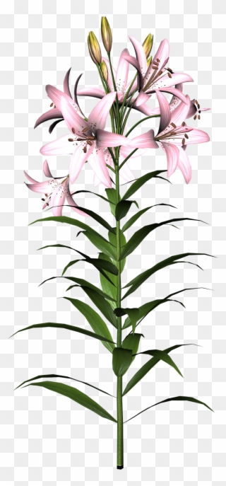 Clipart Info - Lily Flower - Png Download