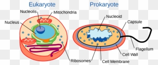 Eukaryotes And Prokaryotes - Eukaryotic And Prokaryotic Cells Clipart