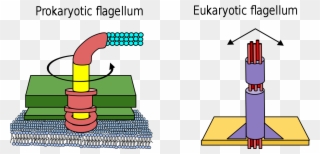 Difference Between Prokaryote And Eukaryote Flagella - Prokaryotic Flagellum Clipart