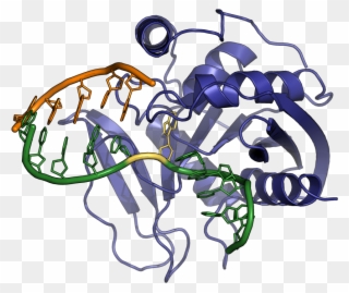 Endonuclease V Structure Clipart