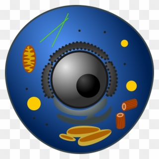 What Is A Prokaryotic Cell Components Of Prokaryotic - Celulas Animal Clipart