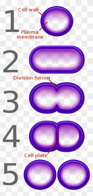 Bacterial Fission - Diagram Of Binary Fission In Bacteria Clipart