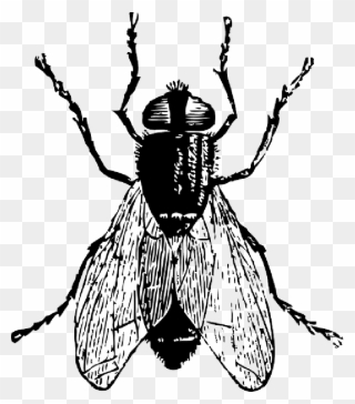 Ghostface Drawing Bug Graphic Royalty Free - Flies Black And White Clipart