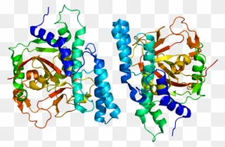 Ca 125 Protein Structure Clipart
