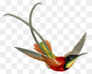 Contact - Wayne@roninbard - Com - - Beautiful Hummingbirds Art 17" Laptop Sleeve Clipart