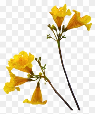 Of A Plant Transparent - Flower Stem Png Clipart