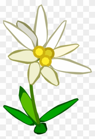 Edelweiss Png - Edelweiss Clipart Transparent Png