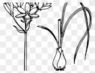 Onion Plant Clipart Black And White - Png Download