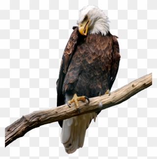 Birds Png - Eagle On Branch Png Clipart