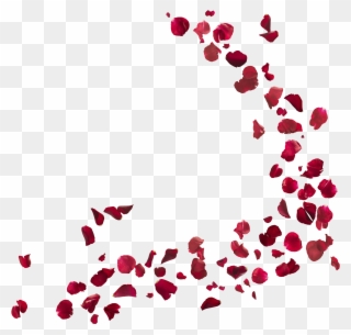 Black And White Photo With Red Rose Clip Art Images - Rose Petals Png Transparent Png