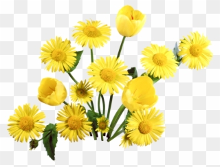 Dandelion Png Clipart