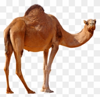 Desert Standing Png Image - Arabian Camel Clipart