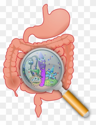 Blind Loop Syndrome - Gut Microbiome Clipart