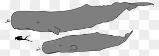 Open - Sperm Whale Male And Female Clipart