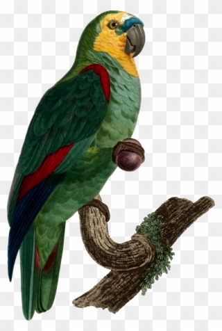 All Photo Png Clipart - Parrot Transparent Png