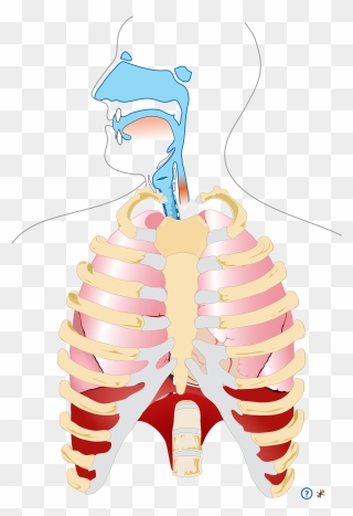 Human Respiratory System Pedagogical Fr - Human Respiratory System Png Clipart
