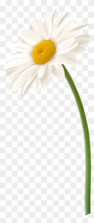 White Gerbera Daisy Png Clipart