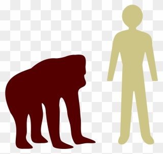 ملف - Orangutan-human Comparison - Svg - Orangutan Size Compared To Human Clipart