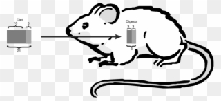 Calculation Of The Total Lysine And Reactive Lysine - Squeak Squad Rectangle Magnet Clipart