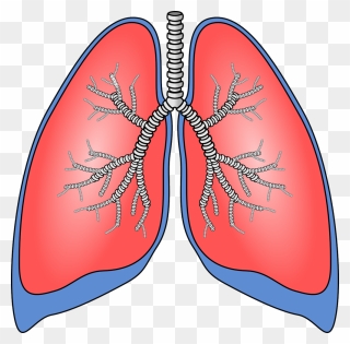 Please Clipart Plz - Human Lungs Clipart - Png Download