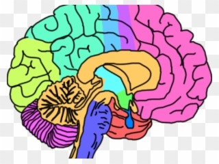 Brain Clipart Mental Health - Mental Health Brain Png Transparent Png