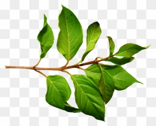 Download Jpg Transparent Collection Of Clipart High - Leaves On A Branch - Png Download
