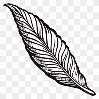 Feather Drawing Line Art Quill Cartoon - Transparent Background Feather Clipart Black And White - Png Download
