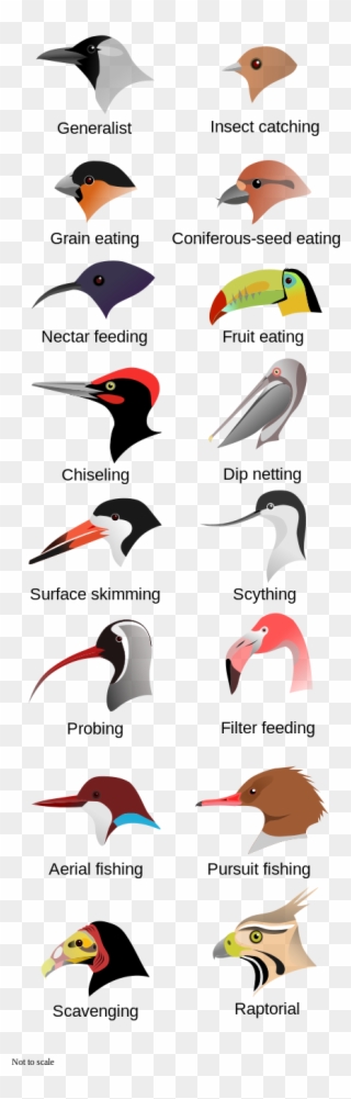 Bird Beaks Evolved For Different Purposes - Types Of Bird Beaks Clipart