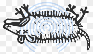 Airdrop Dead Possums Jaron Myers Jpg Stock - Roadkill Clipart - Png Download
