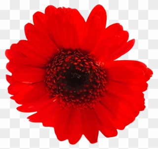 Big Image - Gerber Daisy Png Clipart