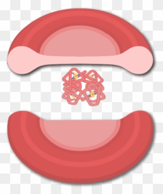 Hemoglobin Molecules In A Red Blood Cell - Red Blood Cell Clipart