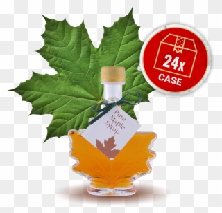 Image Of Maple Leaf - Green Maple Leaf Clipart