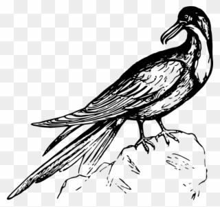 Animal, Bird, Frigate, Frigate Bird, Seabird - Pajaros En Blanco Y Negro Clipart