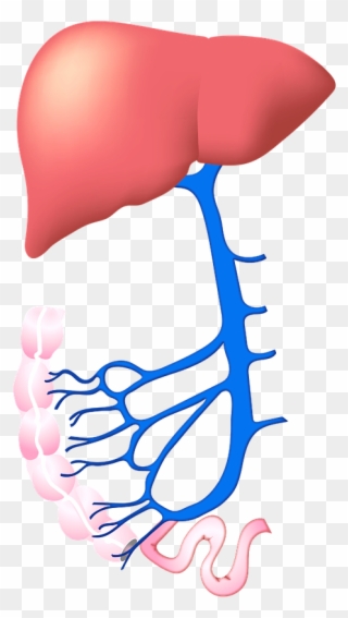 Causes - Hepatitis Clipart