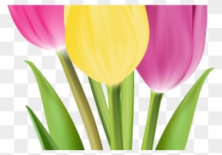Tulips Png Image Gallery Yopriceville High Quality - Тюльпаны Png Clipart