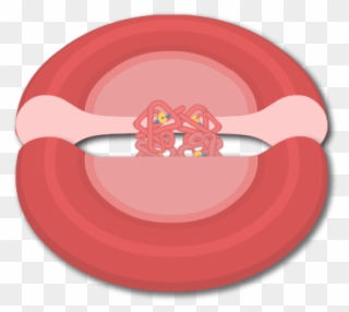 Hemoglobin Molecules In A Red Blood Cell - Blood Clipart