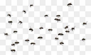 Picture Transparent Stock Honey Bee Swarming Insect - Swarm Of Bees Png Clipart