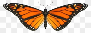Shape Butterfly Png Image - Monarch Butterfly Transparent Background Clipart