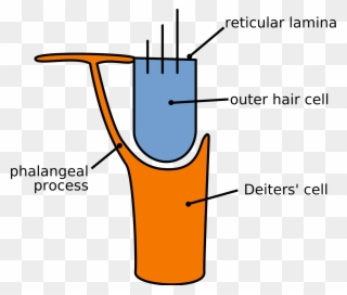 Outer Hair Cells Clipart