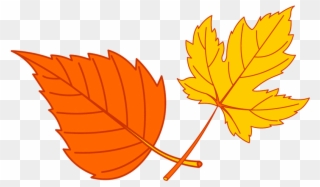 Why Did The Turkey Hunter Shoot The Turkey - Maple Leaf Clipart