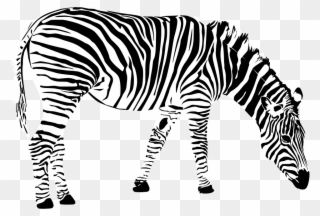 Zebra Png 3, Buy Clip Art - Zebra Images Black And White Transparent Png
