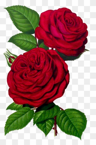 Clipart Flowers - Rose Prints - Png Download