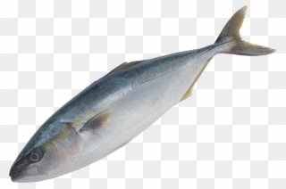 Fish Png - صور اسماك Png Clipart