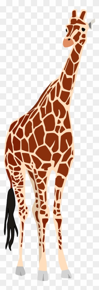 Giraffe, Africa, Safari, Wildlife, Animal, Zoo, Nature - Africa Wild Life Png Clipart