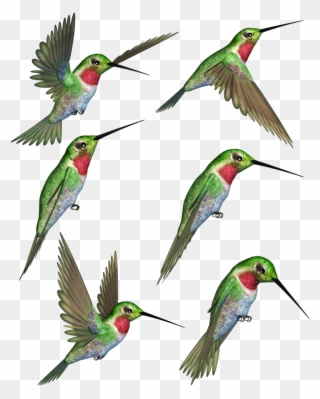 Ruby Throated Clip Art Rubythroated Transprent Png - Hummingbirds Png Transparent Png