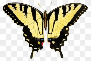 Big Image - Tiger Swallowtail Butterfly Png Clipart